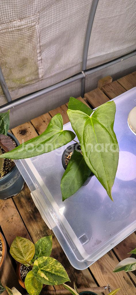 안스리움포르틸레--0