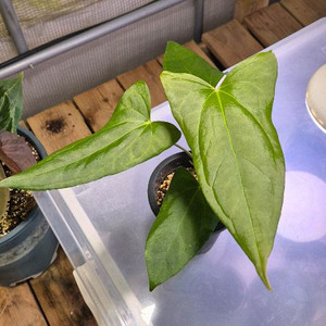 안스리움포르틸레