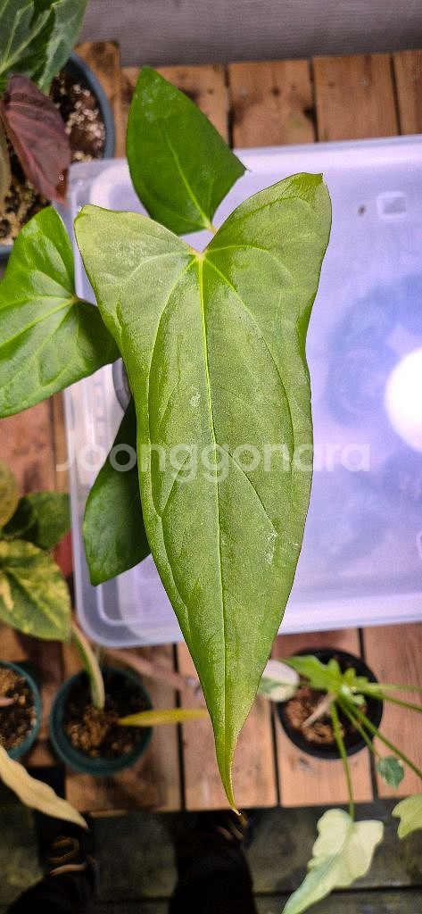 안스리움포르틸레--1