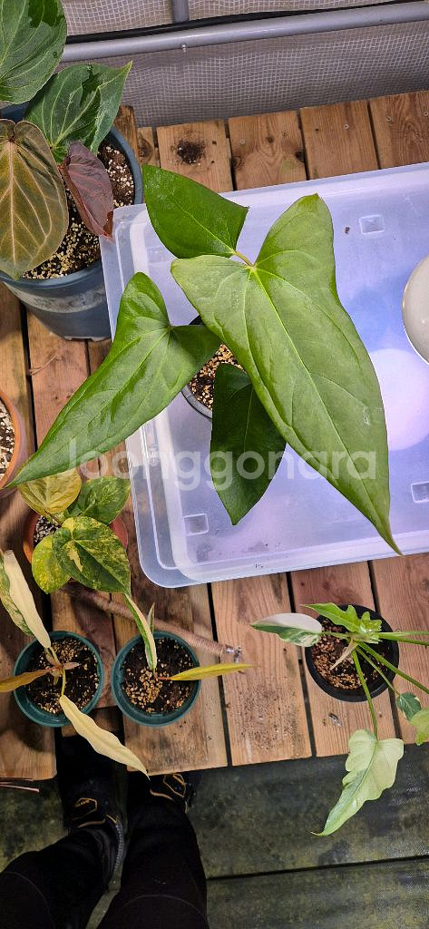 안스리움포르틸레--2