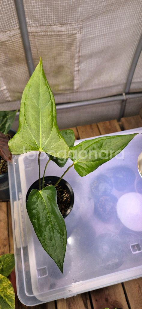 안스리움포르틸레--3