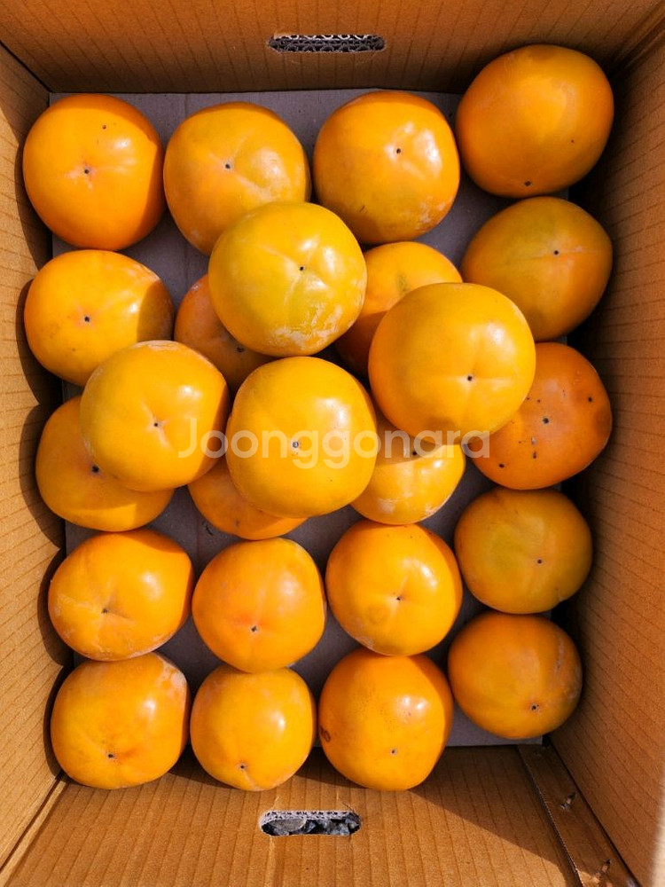 지리산 구례 부유단감 대봉 판매합니다--1