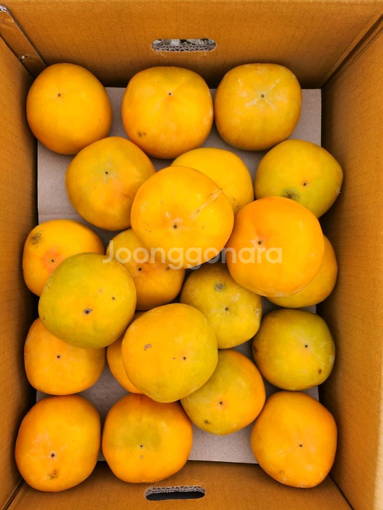 지리산 구례 부유단감 대봉 판매합니다--2