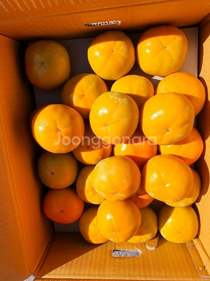 지리산 구례 부유단감 대봉 판매합니다--0