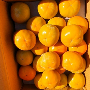 지리산 구례 부유단감 대봉 판매합니다