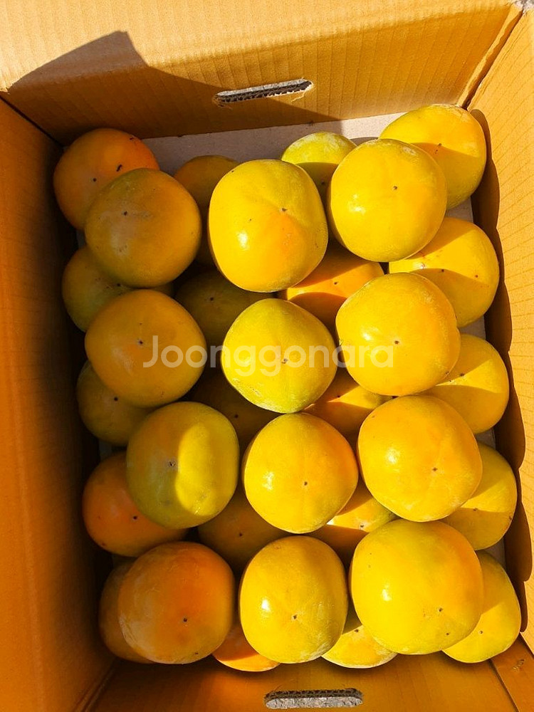 지리산 구례 부유단감 대봉 판매합니다--3