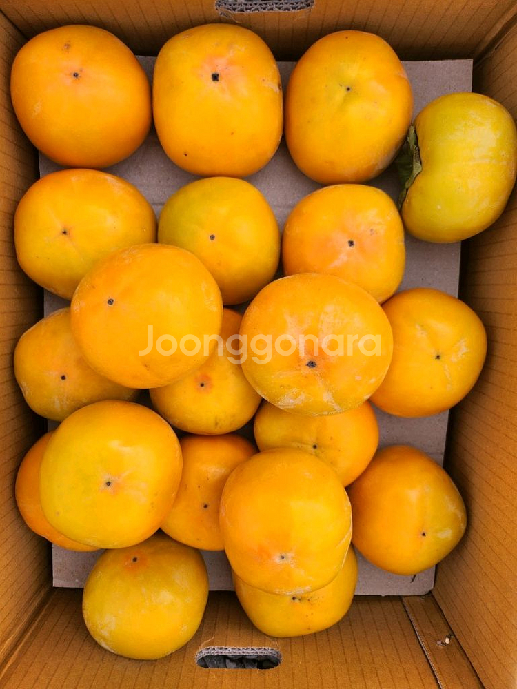 지리산 구례 부유단감 대봉 판매합니다--4