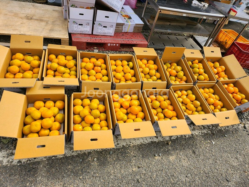 지리산 구례 부유단감 대봉 판매합니다--5