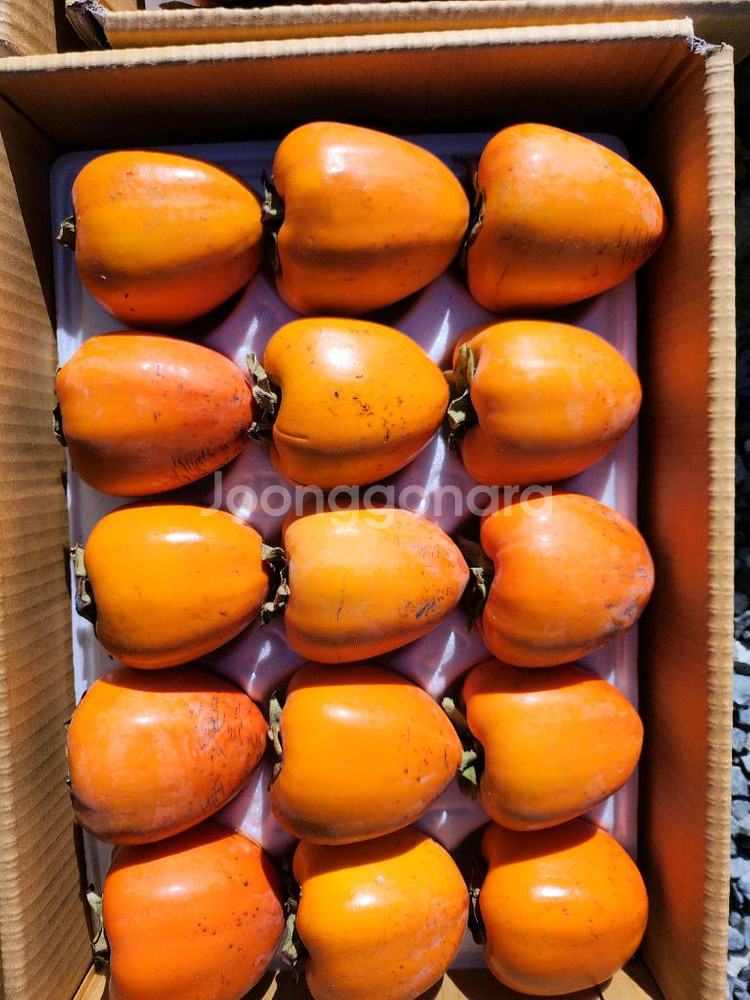 지리산 구례 부유단감 대봉 판매합니다--7