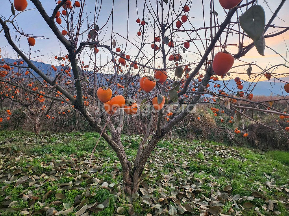 지리산 구례 부유단감 대봉 판매합니다--9