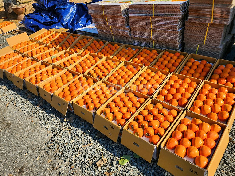 지리산 구례 부유단감 대봉 판매합니다--8