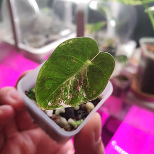 알로카시아 하트벌룬 핑크바리에가타 택포 7