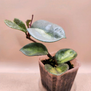 호야 아르젠티아 프린세스