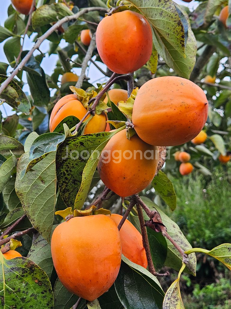 함안 대봉감 홍시/곶감용/말랭이용/비품--0