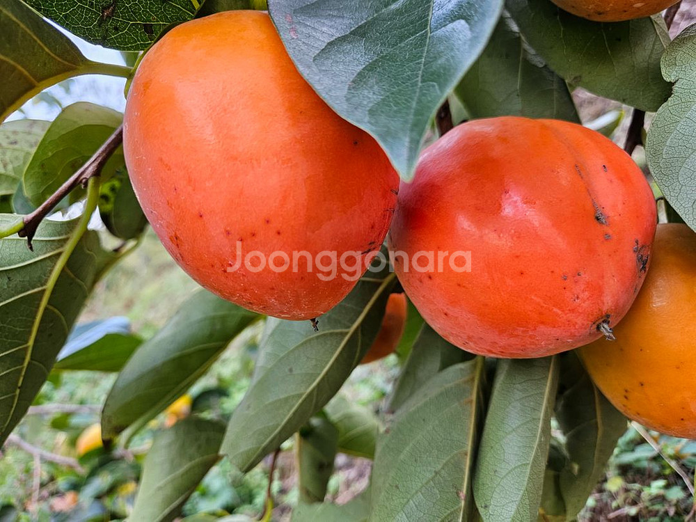 함안 대봉감 홍시/곶감용/말랭이용/비품--1