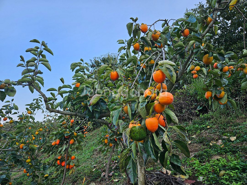 함안 대봉감 홍시/곶감용/말랭이용/비품--2
