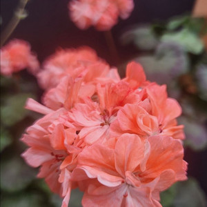 제라늄 오렌지마멀레이드