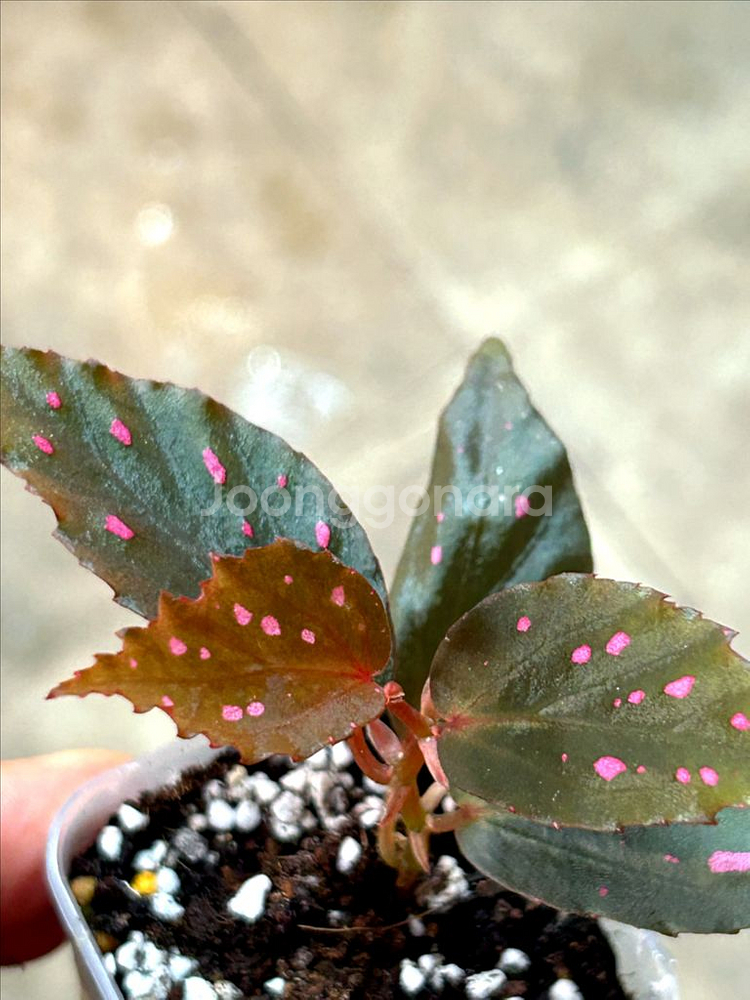 begonia amidalis, 신종--1