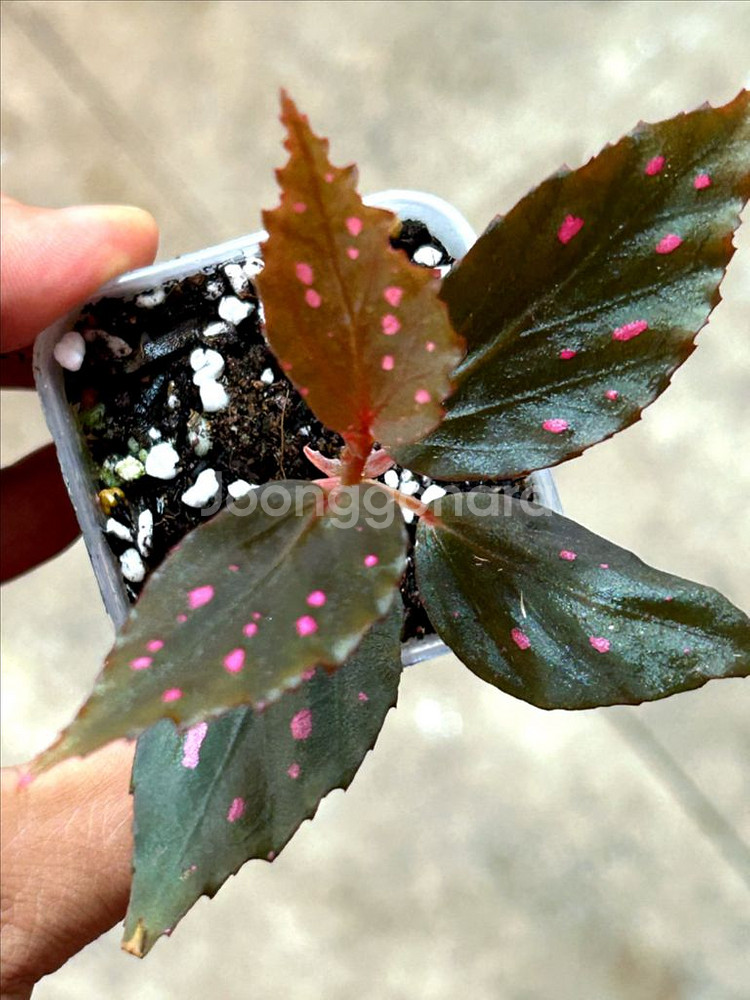 begonia amidalis, 신종--0