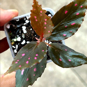 begonia amidalis, 신종