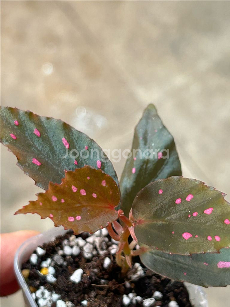 begonia amidalis, 신종--3