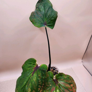 칼라디움 레드마블