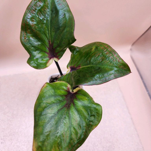 칼라디움 레드마블