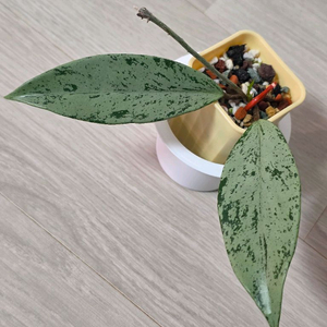 호야 푸비칼릭스 핑크실버 고스트