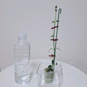 호야 리써피티카 판매합니다.