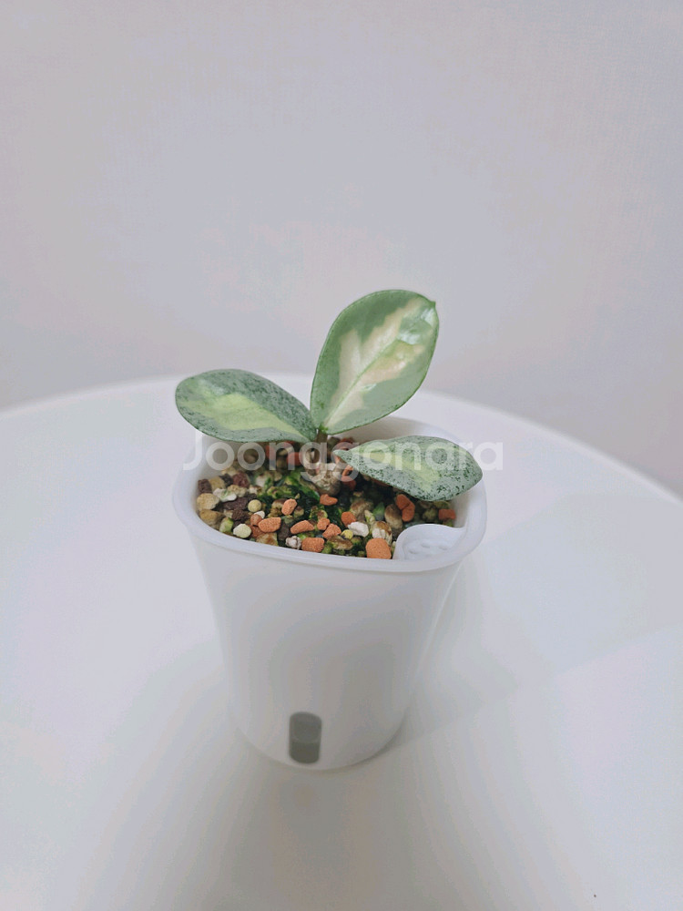 호야 아르젠티아 프린세스 판매합니다.--2