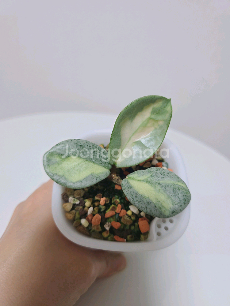 호야 아르젠티아 프린세스 판매합니다.--3