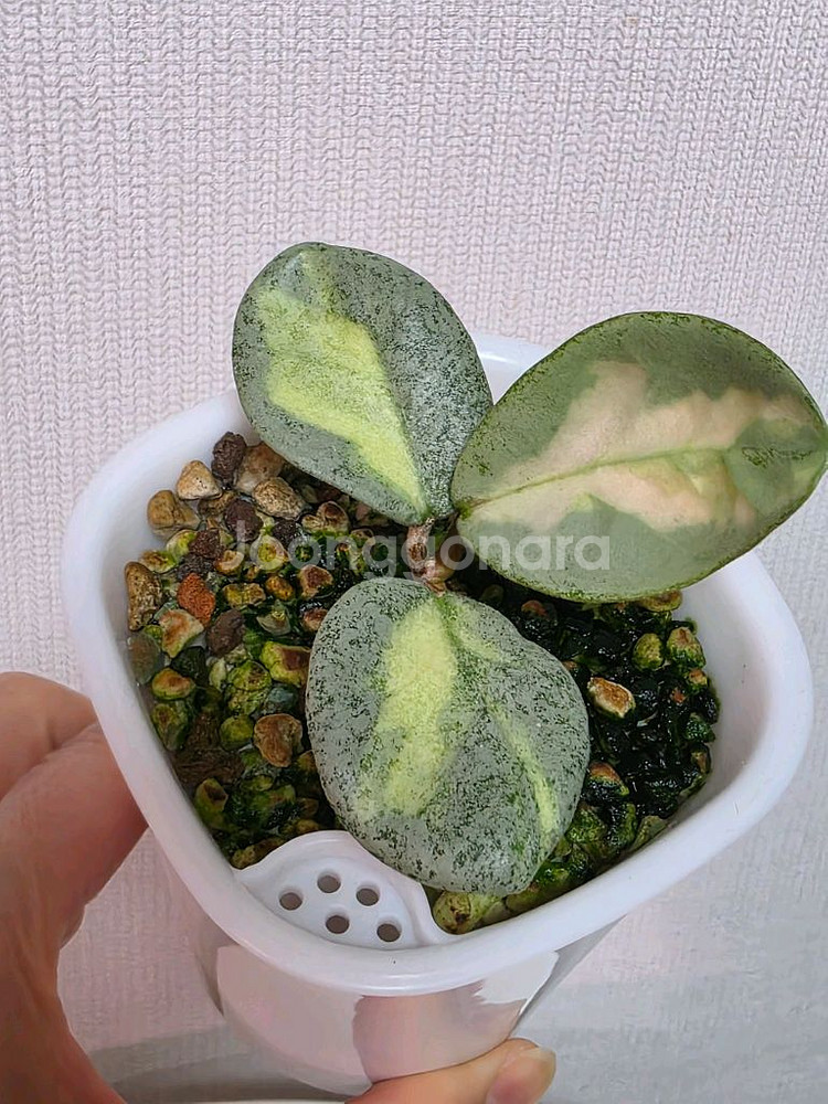 호야 아르젠티아 프린세스 판매합니다.--1