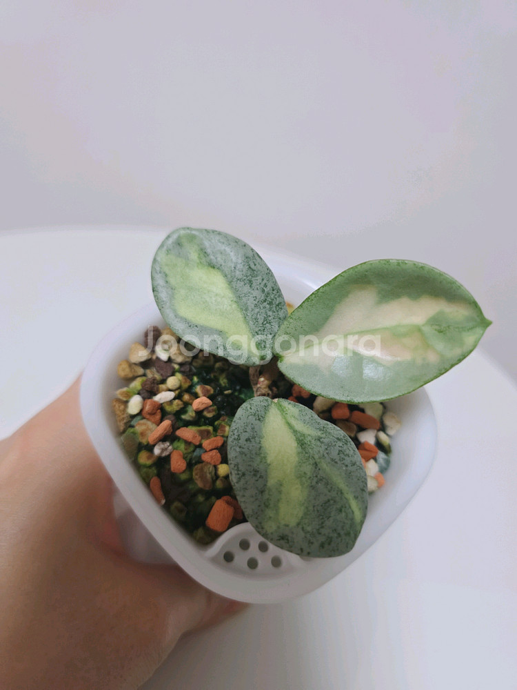 호야 아르젠티아 프린세스 판매합니다.--4