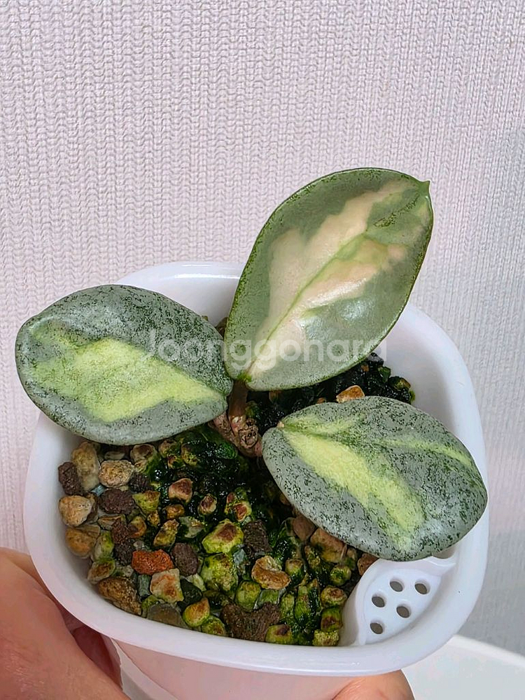 호야 아르젠티아 프린세스 판매합니다.--0