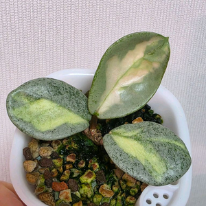 호야 아르젠티아 프린세스 판매합니다.