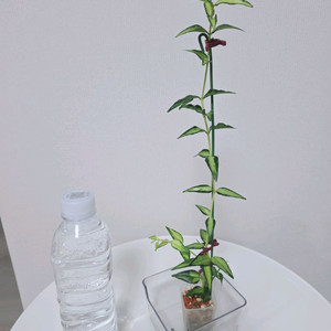 호야 벨라 루이부아 판매합니다.