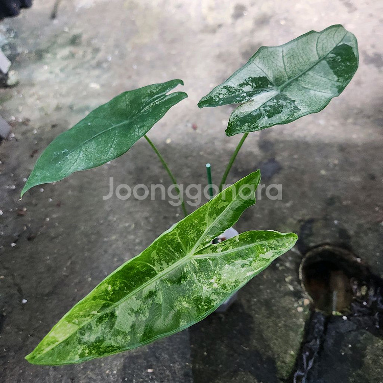 알로카시아 롱길로바 롱기로바 화이트 바리에가타--1