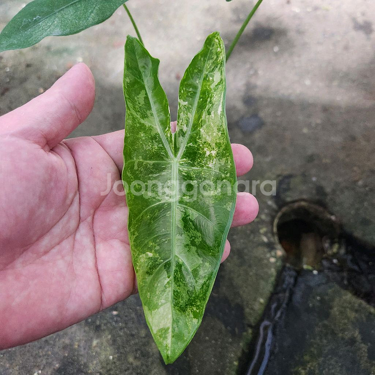 알로카시아 롱길로바 롱기로바 화이트 바리에가타--0