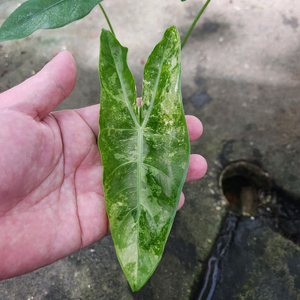 알로카시아 롱길로바 롱기로바 화이트 바리에가타