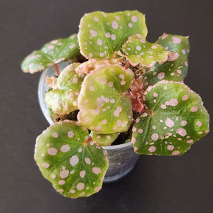 핑크땡땡이))무아라와하우 여러촉