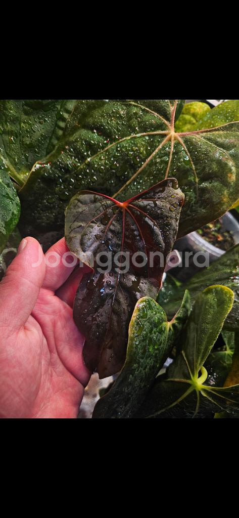 안스리움 rl self 클론 (JV) 판매합니다--0