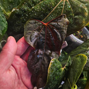 안스리움 rl self 클론 (JV) 판매합니다