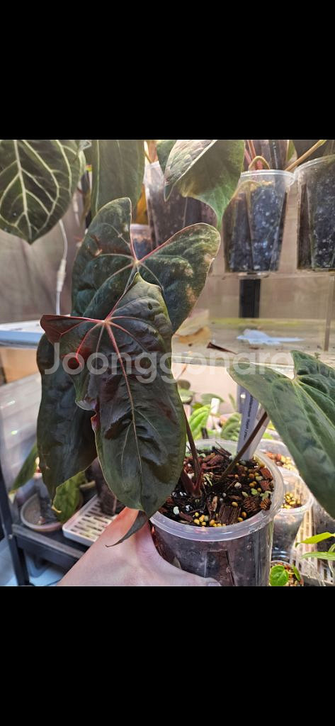 안스리움 rl self 클론 (JV) 판매합니다--1