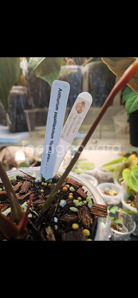 안스리움 rl self 클론 (JV) 판매합니다--2