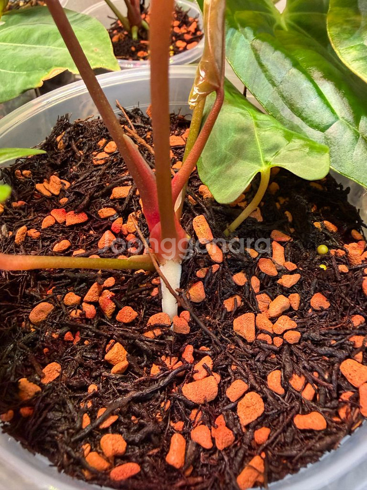 안스리움 rl self 클론 (JV) 판매합니다--4