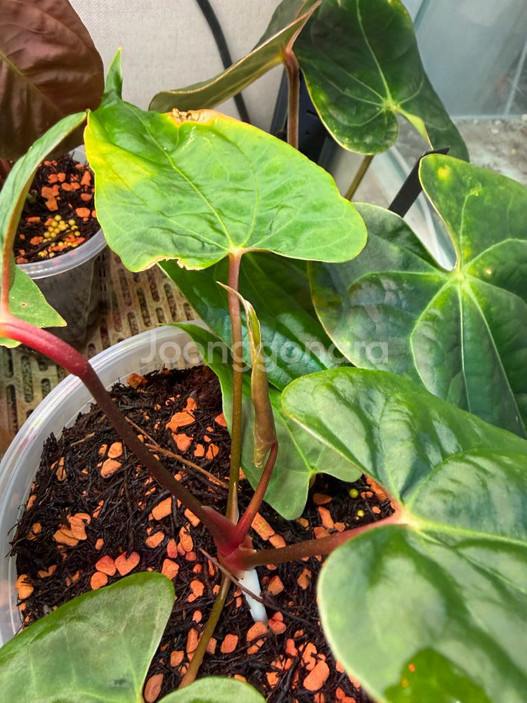 안스리움 rl self 클론 (JV) 판매합니다--5