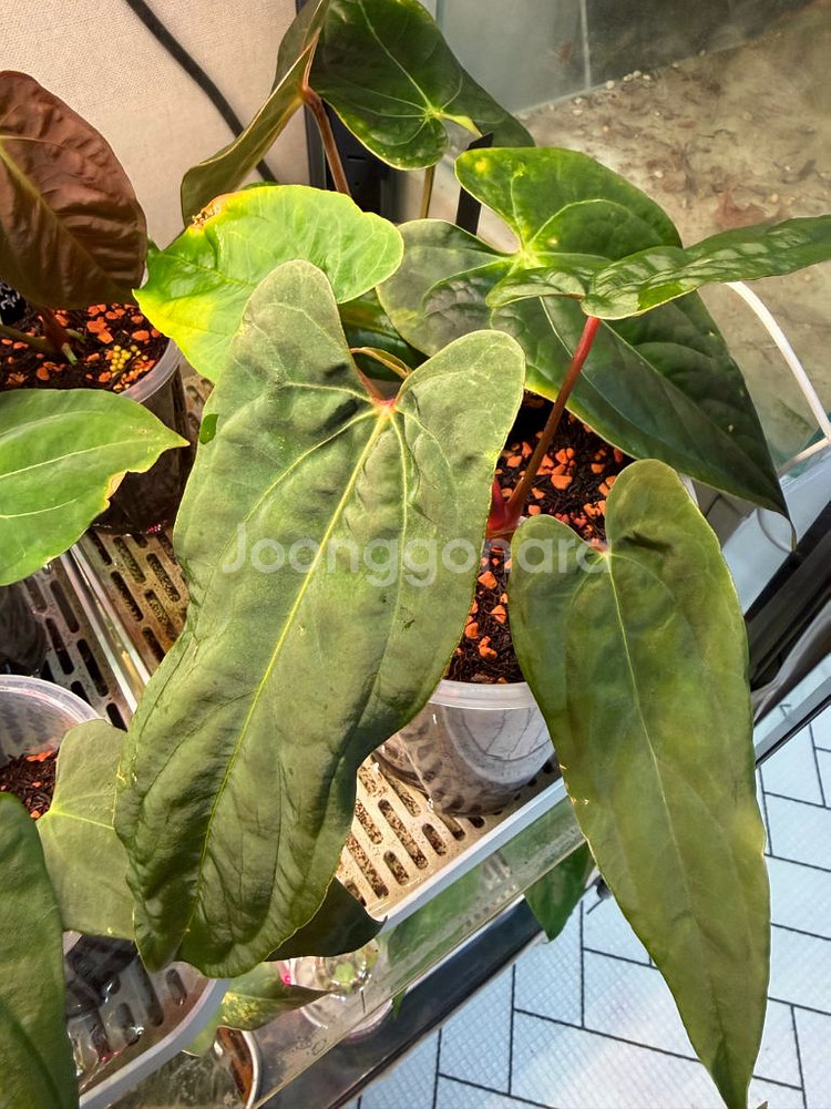 안스리움 rl self 클론 (JV) 판매합니다--6