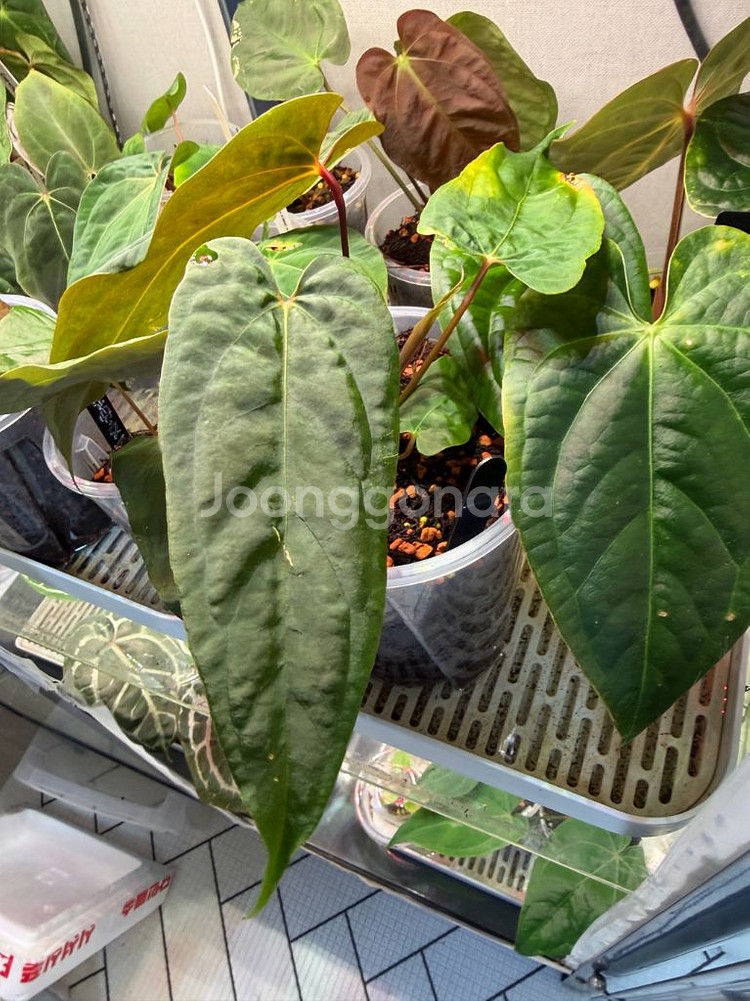 안스리움 rl self 클론 (JV) 판매합니다--7