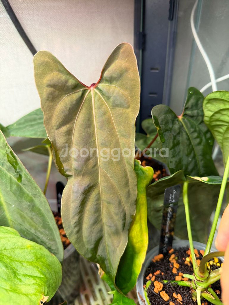 안스리움 rl self 클론 (JV) 판매합니다--8