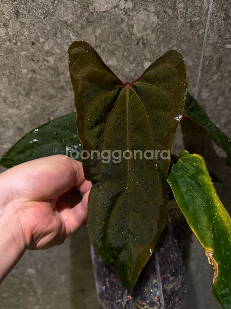 안스리움 rl self 클론 (JV) 판매합니다--9